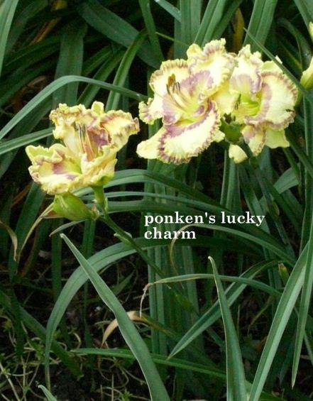 ponkens lucky charm